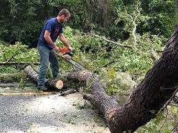 Bowling Green, VA Tree Services Company