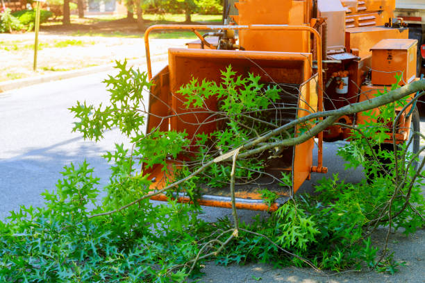 Best Firewood Processing and Delivery  in Bowling Green, VA