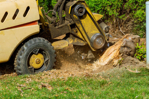 Best Hazardous Tree Removal  in Bowling Green, VA