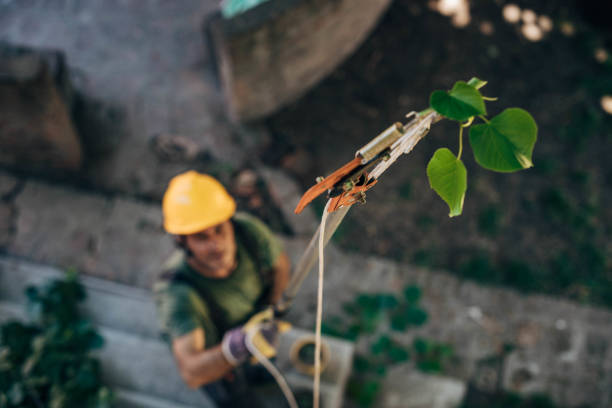 Best Root Management and Removal  in Bowling Green, VA