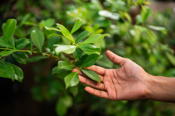 Best Tree Disease Treatment  in Bowling Green, VA