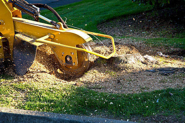 Best Hedge Trimming  in Bowling Green, VA