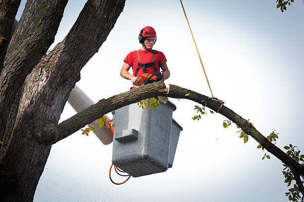 Best Tree Removal  in Bowling Green, VA