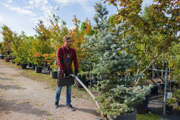 Best Emergency Tree Removal  in Bowling Green, VA