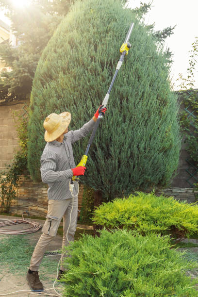 Best Grass Overseeding  in Bowling Green, VA