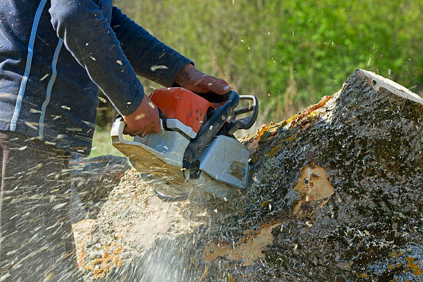 Best Fruit Tree Pruning  in Bowling Green, VA